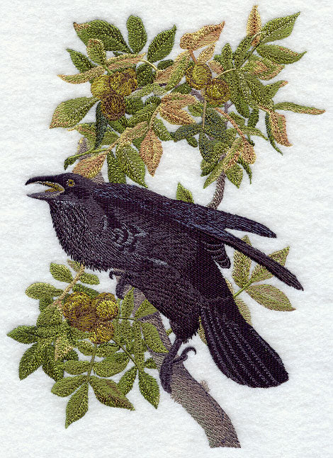 Common Raven