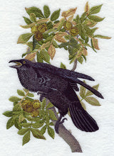 Common Raven