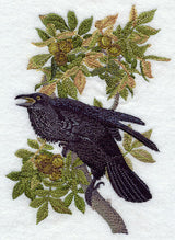 Common Raven
