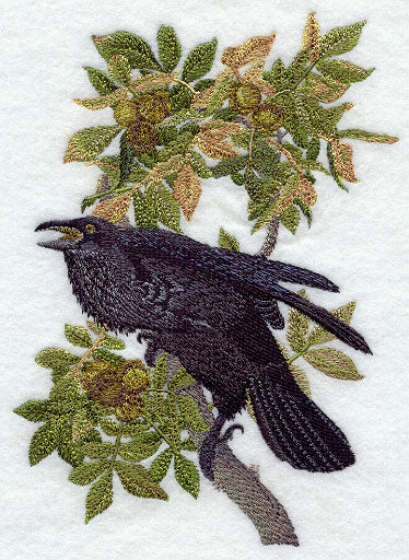 Common Raven