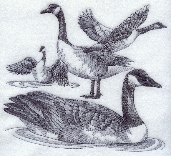 Canada Goose Sketch