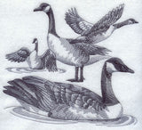 Canada Goose Sketch