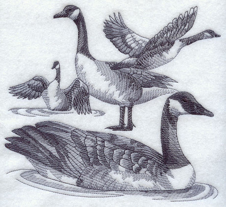 Canada Goose Sketch