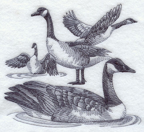 Canada Goose Sketch