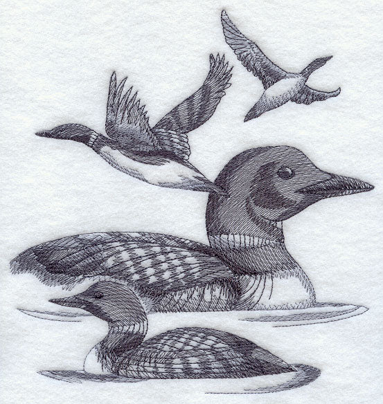 Loon Sketch