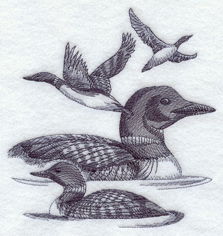 Loon Sketch