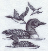 Loon Sketch