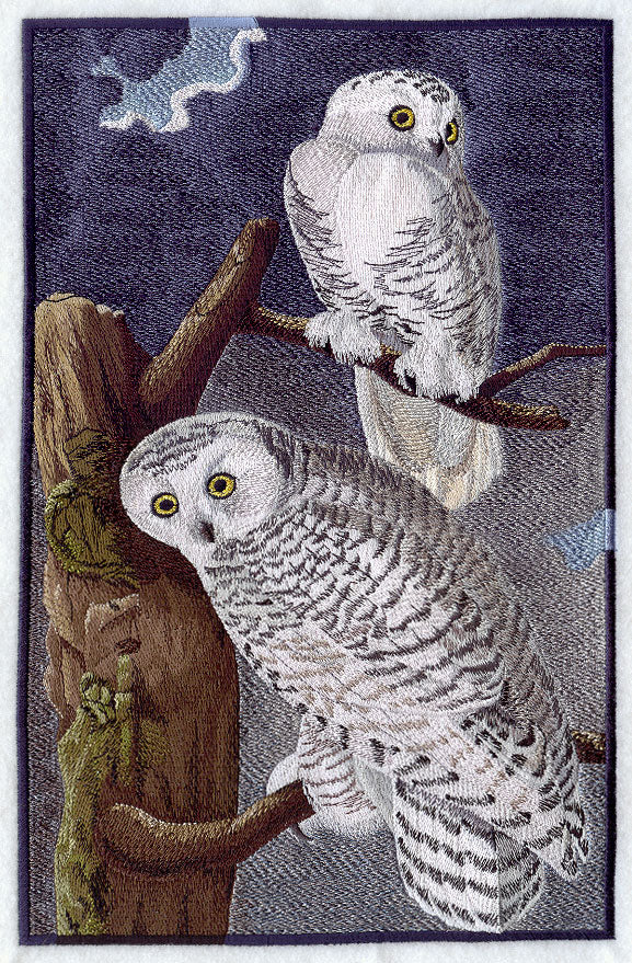 Snowy Owl