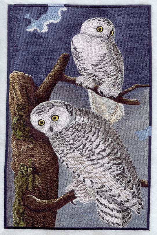Snowy Owl