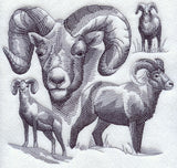 Bighorn Sheep Sketch
