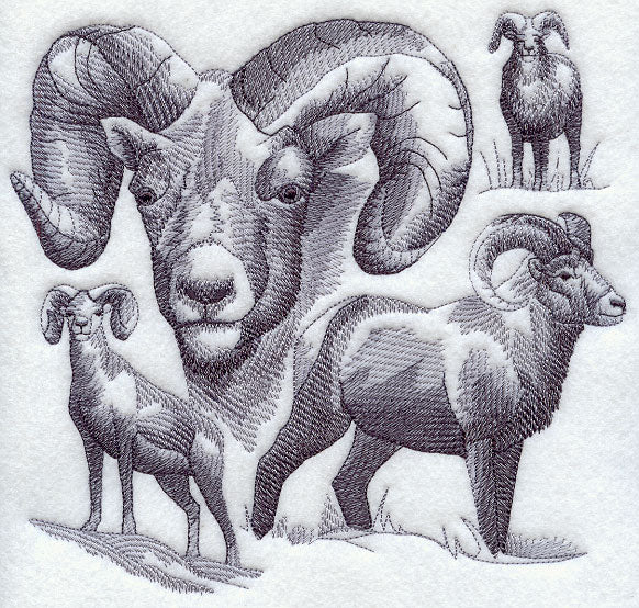 Bighorn Sheep Sketch