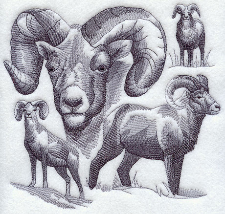 Bighorn Sheep Sketch