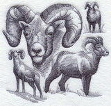 Bighorn Sheep Sketch