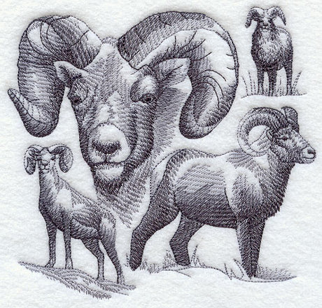 Bighorn Sheep Sketch