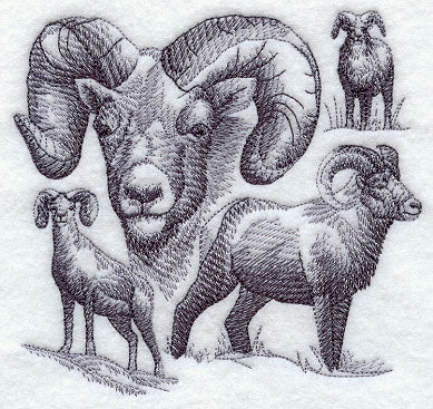 Bighorn Sheep Sketch