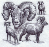 Bighorn Sheep Sketch