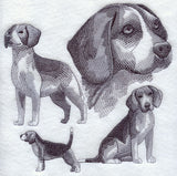 Beagle Sketch