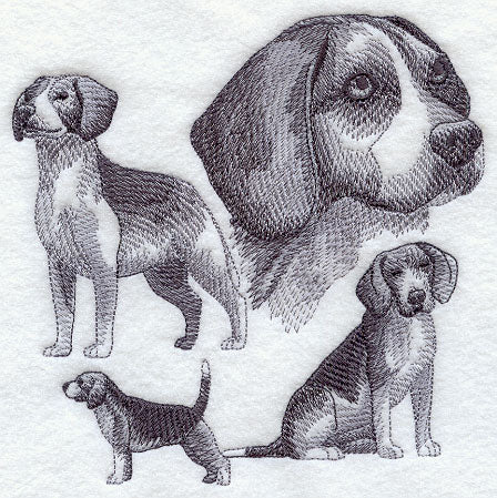 Beagle Sketch
