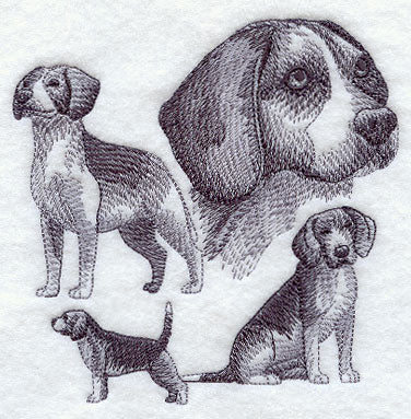 Beagle Sketch