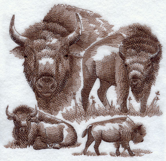 Buffalo Sketch