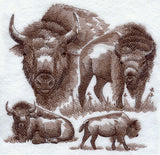 Buffalo Sketch
