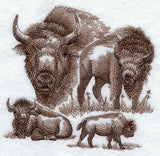 Buffalo Sketch