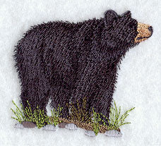 American Black Bear 1