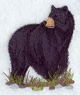 American Black Bear 2