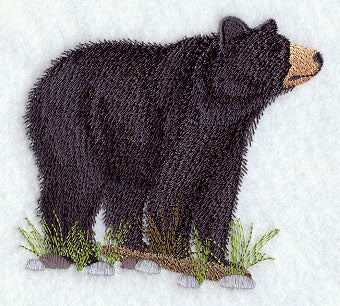 American Black Bear 1