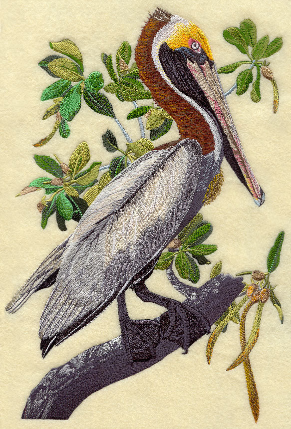 Brown Pelican