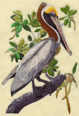 Brown Pelican