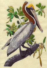 Brown Pelican