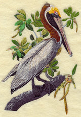 Brown Pelican