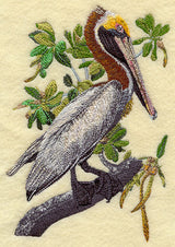 Brown Pelican