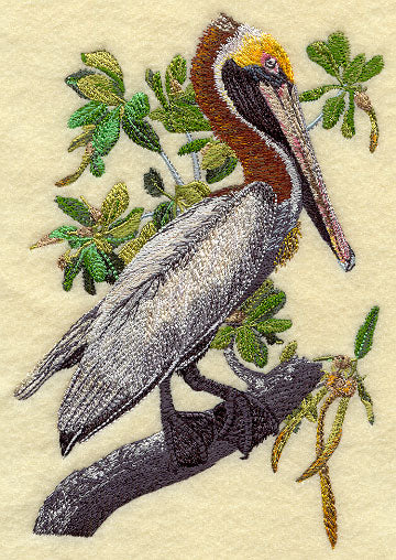 Brown Pelican