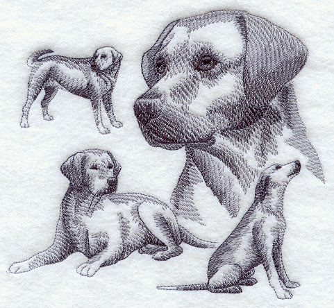 Labrador Retriever Sketch