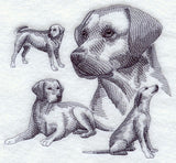 Labrador Retriever Sketch