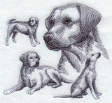 Labrador Retriever Sketch