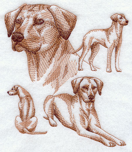 Rhodesian Ridgeback Sketch