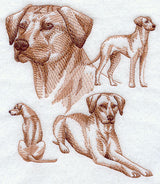 Rhodesian Ridgeback Sketch