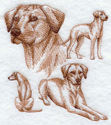 Rhodesian Ridgeback Sketch