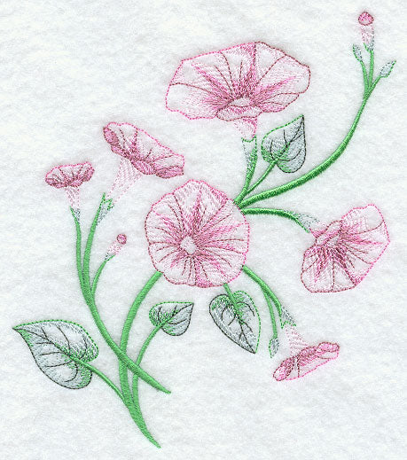 Good Morning Glories 1