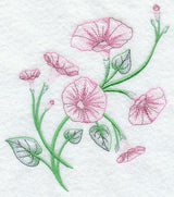 Good Morning Glories 1