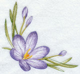 Colorful Crocuses Corner