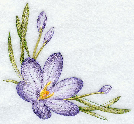 Colorful Crocuses Corner