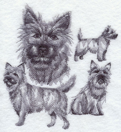 Cairn Terrier Sketch