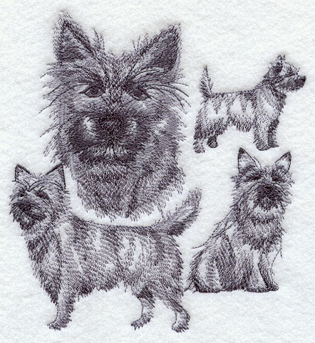 Cairn Terrier Sketch