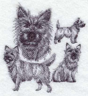 Cairn Terrier Sketch