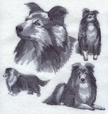 Shetland Sheepdog Sketch