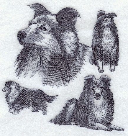 Shetland Sheepdog Sketch